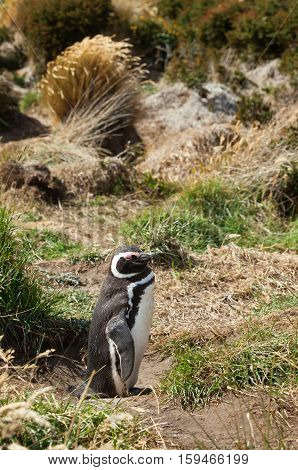 Magellanic Penguin In The Grass. Seno Otway, Patagonia, Chile