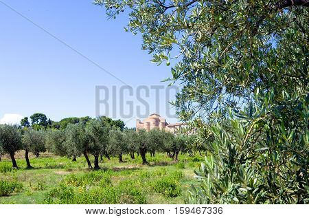 Italy Fossacesia the St. Giovanni abbey (XIII century) with the fields of olive trees in the foreground