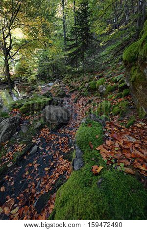 Stara reka Reserve in the autumn, Stara planina mountain, Bulgaria
