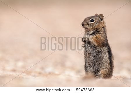Golden-mantled ground Squirrel in Bryce Canyon National Park