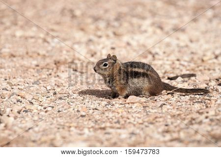 Golden-mantled ground Squirrel in Bryce Canyon National Park