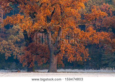 Autumn landscape - two orange-red oaks during the frosty morning