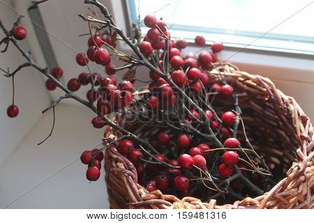 branch of hawthorn with ripe deep red berries full of healthy vitamin juice stay in willow basket