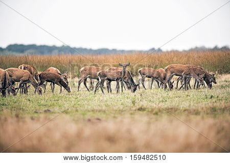 Herd Of Hinds Standing In Field. National Park Hoge Veluwe. The Netherlands.