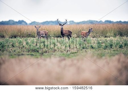 Red Deer Stag Standing In Field Between Two Hinds. National Park Hoge Veluwe. The Netherlands.