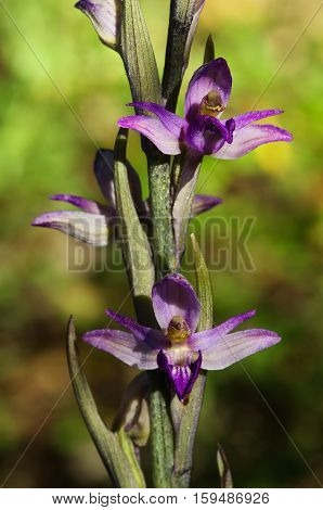 Violet Limodore Wild Orchid Flowers Close Up - Limodorum Abortivum