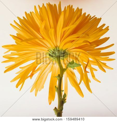 Beautiful orange chrysanthemum on the white background.