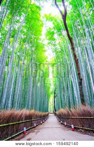 Bamboo Forest in Japan