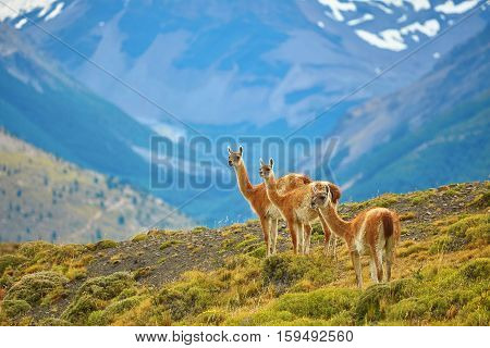 Guanacoes In Torres Del Paine National Park
