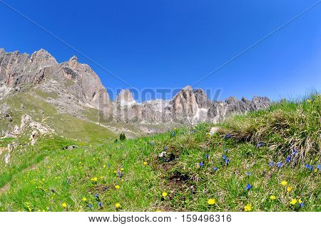 Flowers on mountain meadow, Valle del Vajolet in Dolomites,Italien Alps