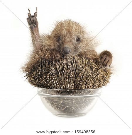 Hedgehog with gesture a victory on a white background