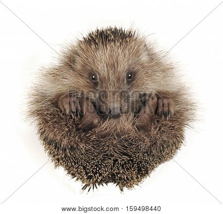 Hedgehog in a ball isolated on a white background