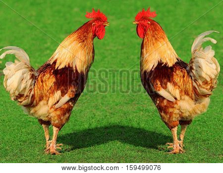 Cocks
