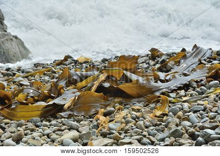 A close up of the drift-weed on beach.