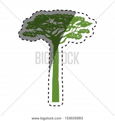 africa acacia tree icon vector illustration graphic design
