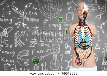Human anatomy mannequin on the background of chemical formulas. The arrangement of human organs