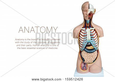 Human anatomy mannequin isolated on white background. The arrangement of human organs