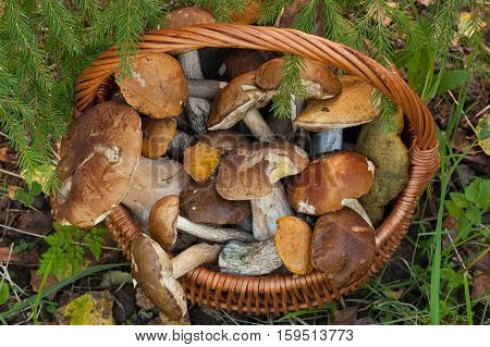 Brown Cap Boletus (Leccinum Scabrum) And Boletus Edulis (Porcini). Wicker Basket With Edible Mushrooms Under Fir-Tree In Forest Close Up.