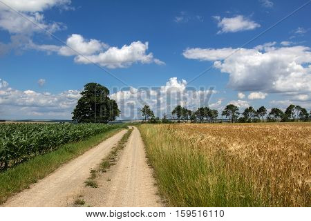 Summer landscape with the road in the foreground