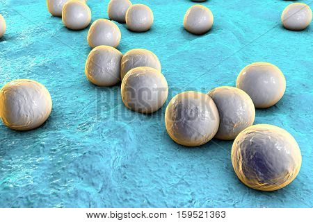 Bacteria Staphylococcus aureus on the surface of skin or mucous membrane, 3D illustration