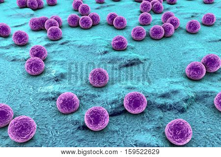 Bacteria Staphylococcus aureus on the surface of skin or mucous membrane, 3D illustration
