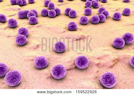 Bacteria Staphylococcus aureus on the surface of skin or mucous membrane, 3D illustration
