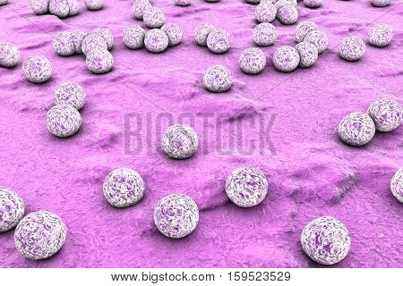 Bacteria Staphylococcus aureus on the surface of skin or mucous membrane, 3D illustration