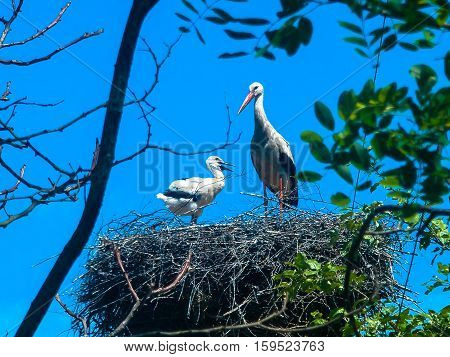 stork in the nest feeding the chick