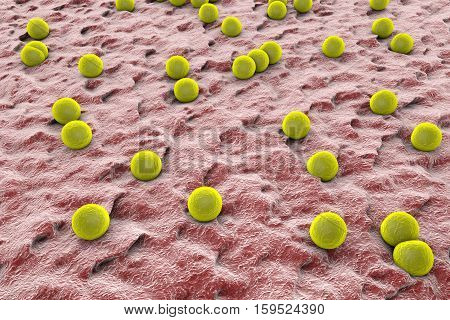 Bacteria Staphylococcus aureus on the surface of skin or mucous membrane, 3D illustration