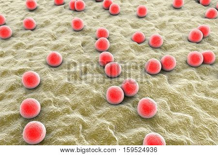 Bacteria Staphylococcus aureus on the surface of skin or mucous membrane, 3D illustration