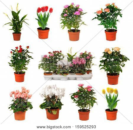 houseplant chopin in brown clay flowerpot isolated