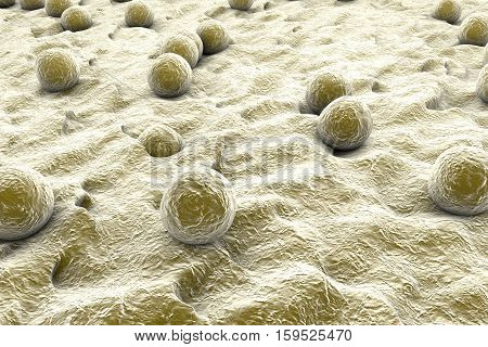 Bacteria Staphylococcus aureus on the surface of skin or mucous membrane, 3D illustration