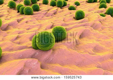 Bacteria Staphylococcus aureus on the surface of skin or mucous membrane, 3D illustration