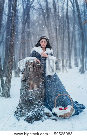Portrait of young woman dressed in blue coat. She is walking in the winter forest holding a basket with apples