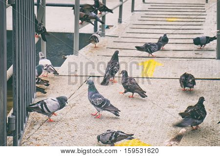 Flock of pigeons looking for food on Wat Rakhang Pier, Bangkok, Thailand.