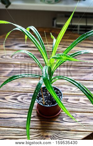 Beautiful tropical plant Pandanus tree Pandanus Palm selective focus close up Pandan leaves in flowerpot on wooden background Urban gardening home planting houseplant Concept image for interior design