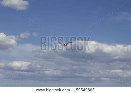 blue sky with clouds and a seagull with a red beak