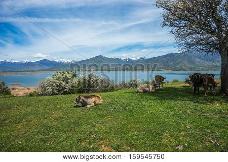 Cows On Island Of St. Ahileos At Lake Prespa, Greece