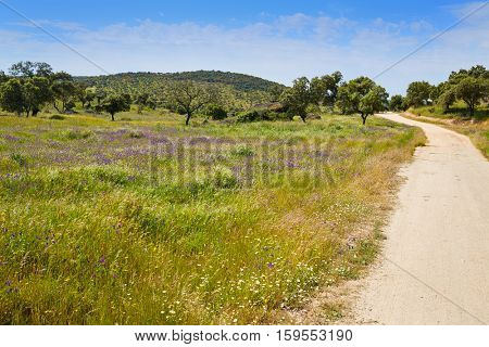 Via de la Plata way to Santiago in Dehesas of Spain at Extremadura Cornalvo and Sierra Bermeja