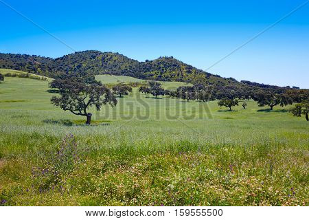 Via de la Plata way dehesa grasslands in Extremadura of Spain