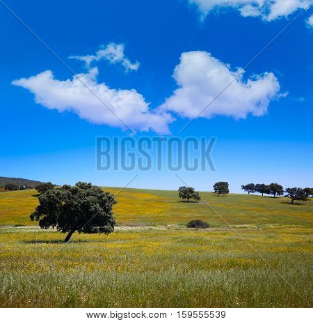 Dehesa grassland by via de la Plata way of Spain in Andalusia