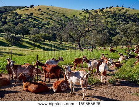 Via de la Plata way goats by Sierra Norte Seville in Spain