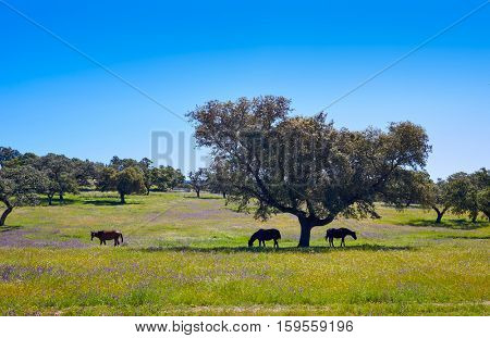Via de la Plata way dehesa horses grasslands in Extremadura of Spain