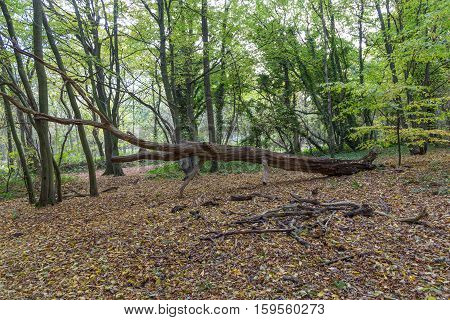 Taken in Hainault Forest in November and shows this fallen dead tree trunk lying amongst the autumn leaaves.