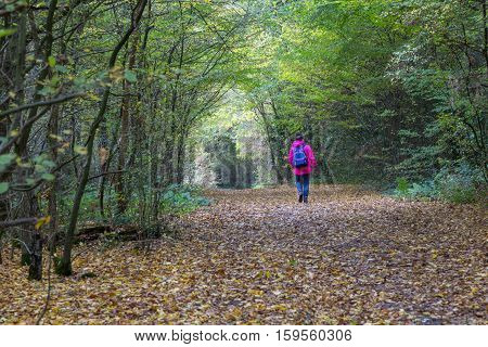Taken on a visit to Hainault Forest on a November day. Lady with pink coat walking on country path in the forest.