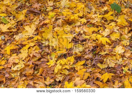 Taken on a walk in Hainault Forest in November. Background shot of autumn leaves on the ground.