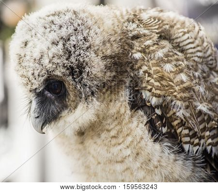 A young but alert Asian brown wood owl