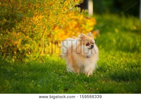 Beautiful Red Dwarf Spitz On Green Lawn