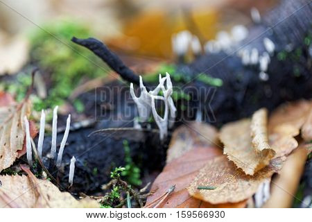 Bodies of the candlestick fungus Xylaria hypoxylon