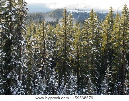 Fir trees with illuminated snow from the sun and a fogbank at the base of a mountain on the Santiam Pass in Oregon on a winter afternoon.